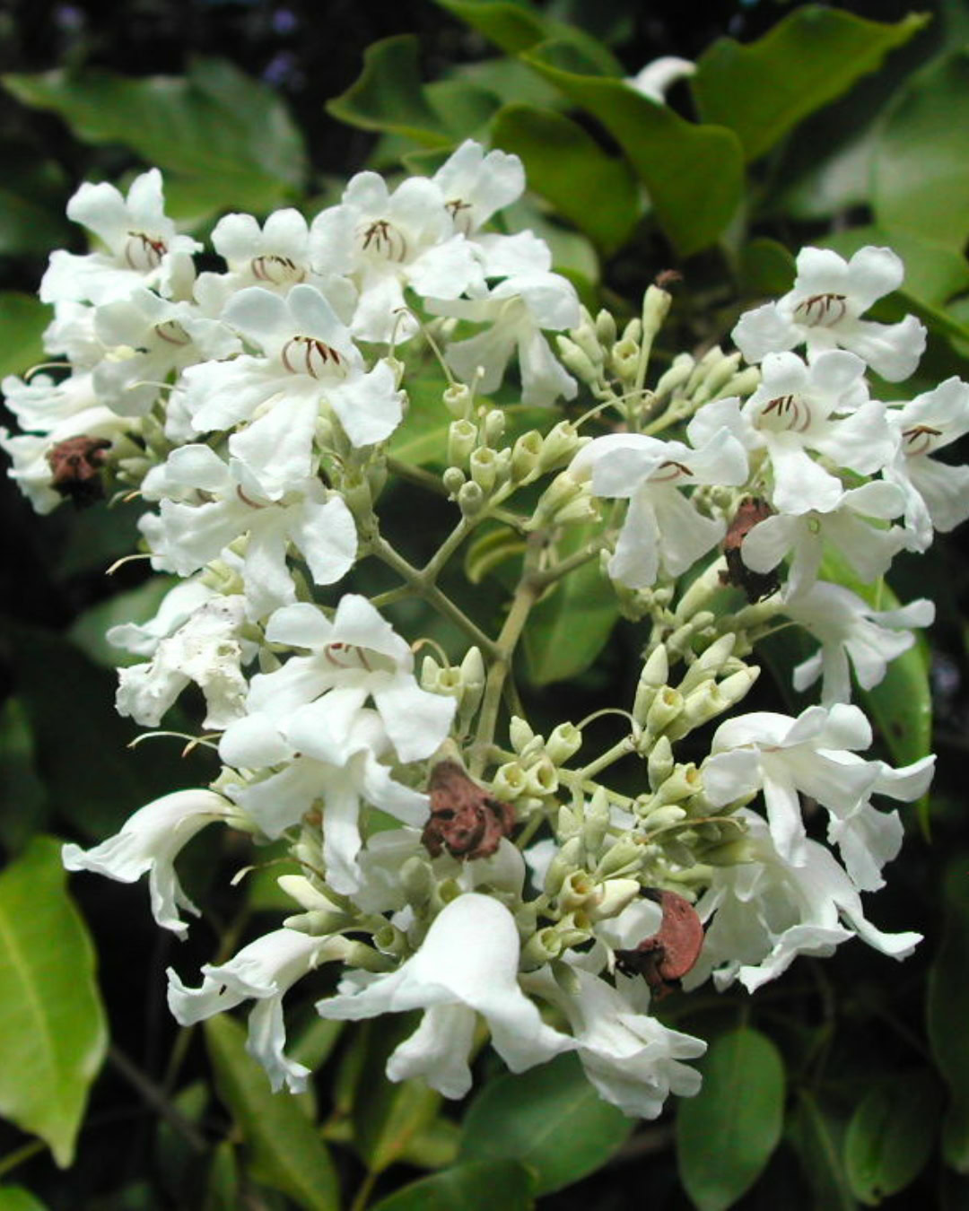 21 Plantas do Cerrado para cultivar no jardim 33 Fridericia florida