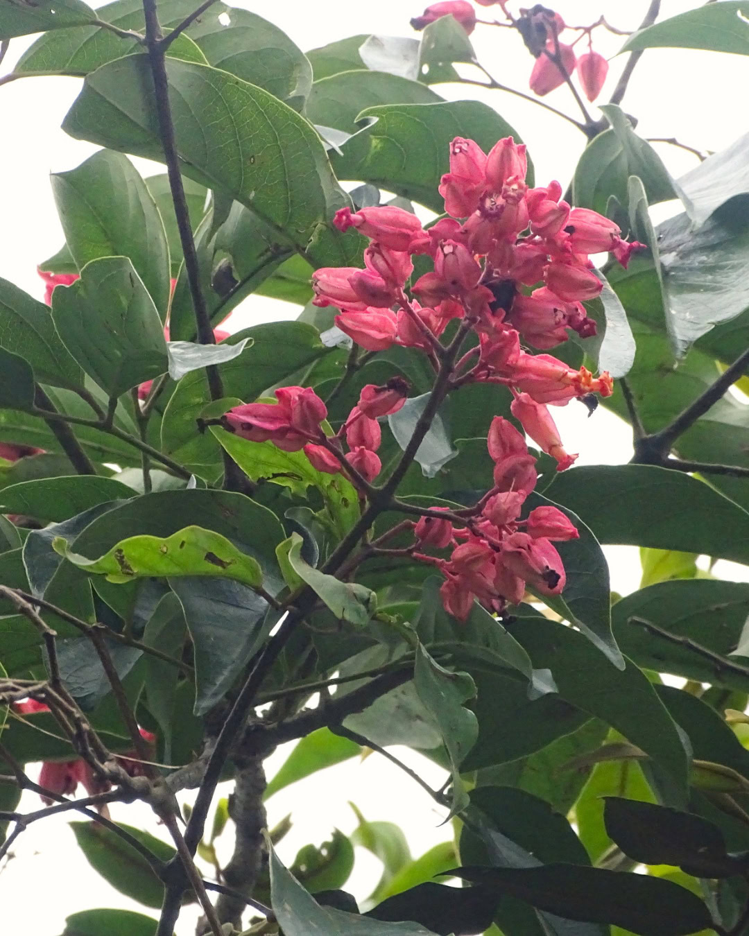21 Plantas do Cerrado para cultivar no jardim 34 Fridericia speciosa