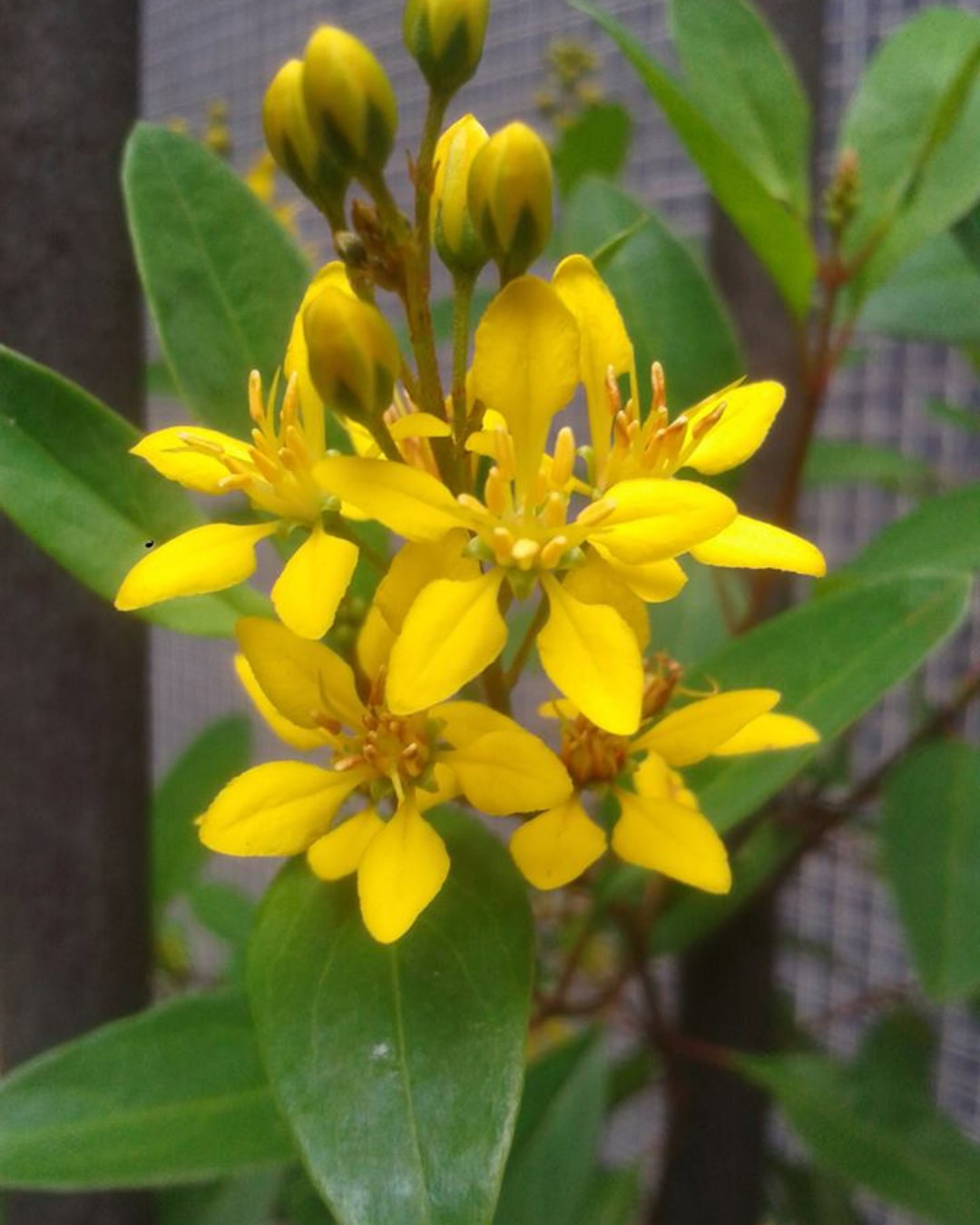 21 Plantas do Cerrado para cultivar no jardim 19 Galphimia brasiliensis