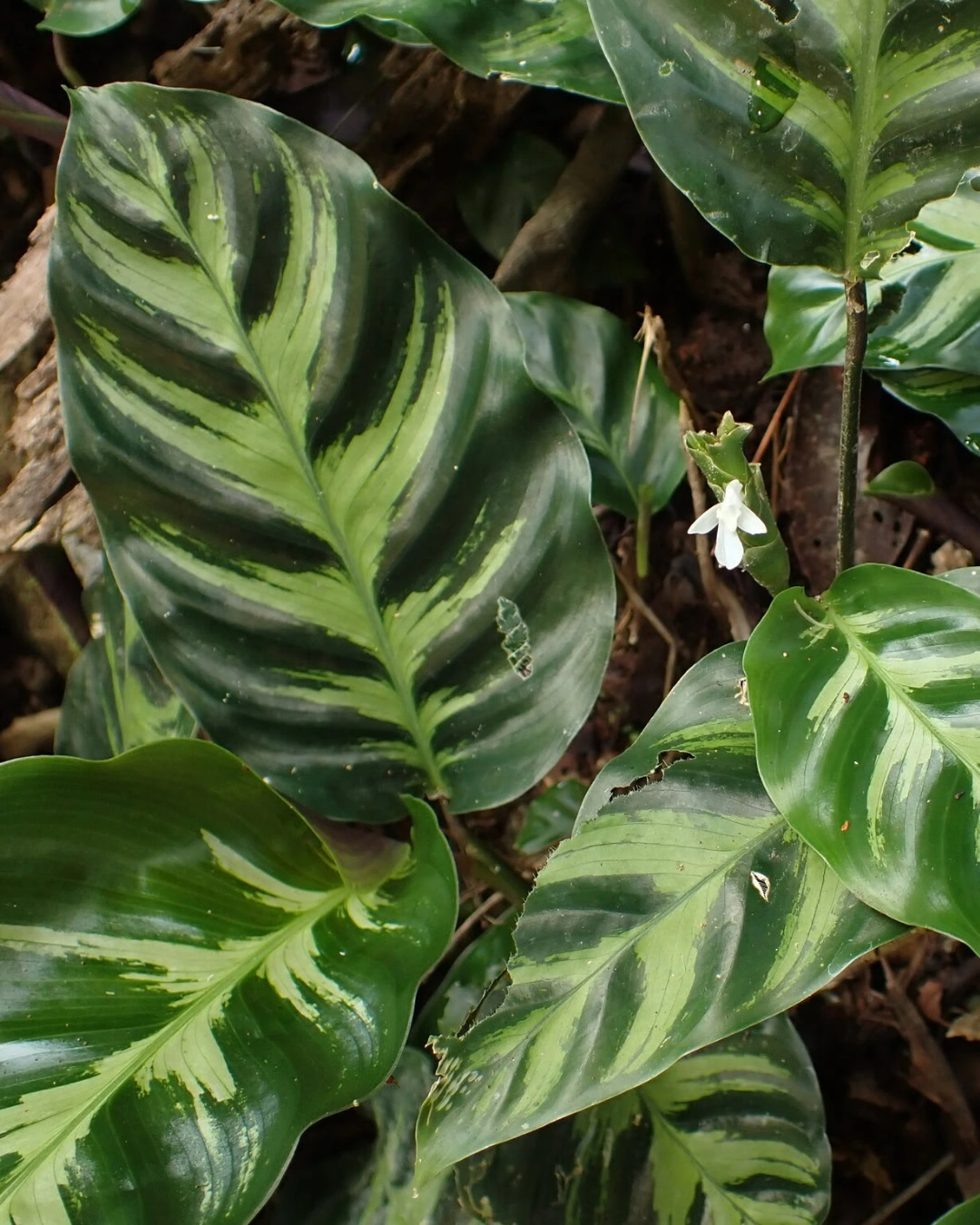 Maranta-listrada - Goeppertia lietzei 1 Maranta-listrada (Goeppertia lietzei)