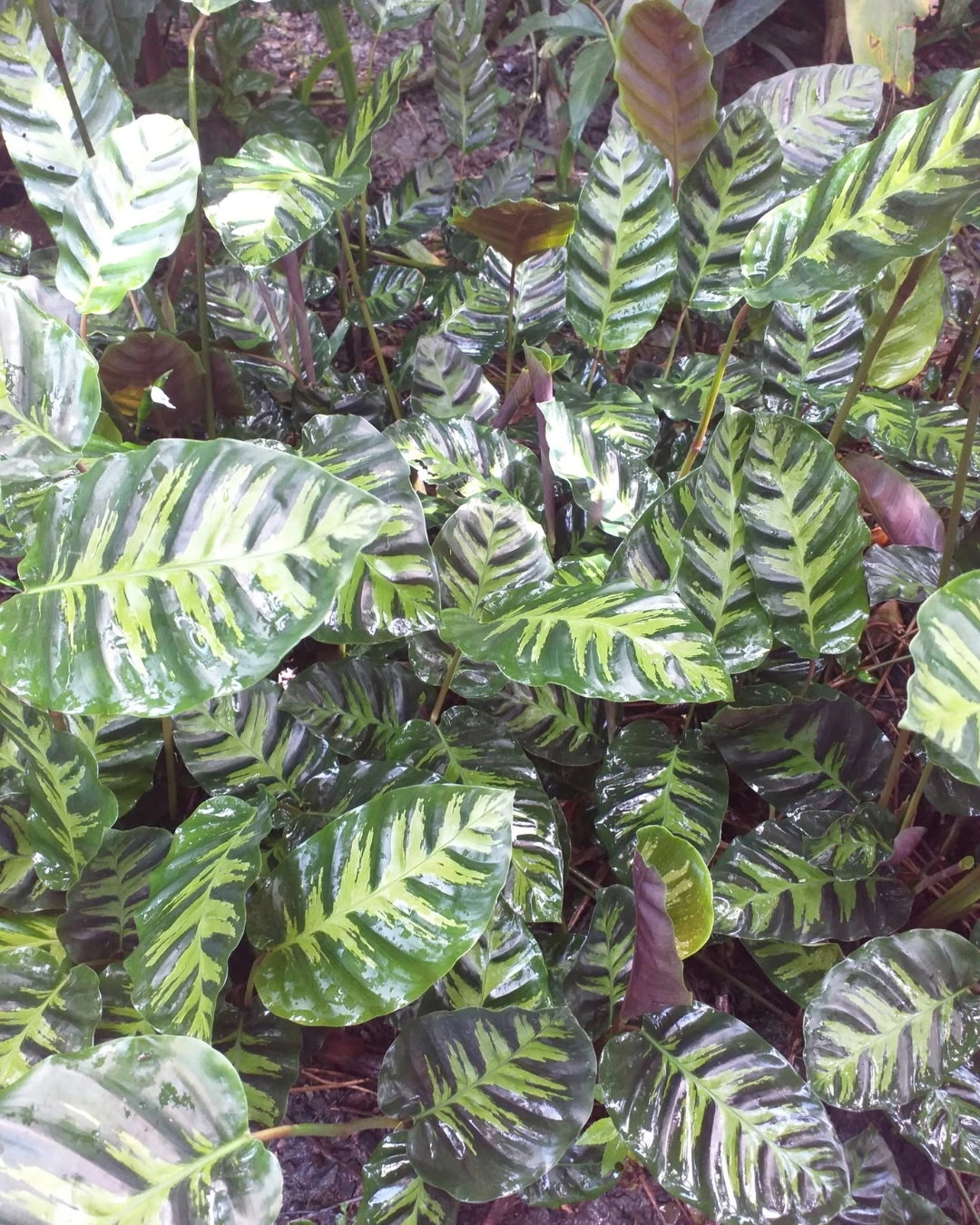 Maranta-listrada - Goeppertia lietzei 4 Maranta-listrada (Goeppertia lietzei)