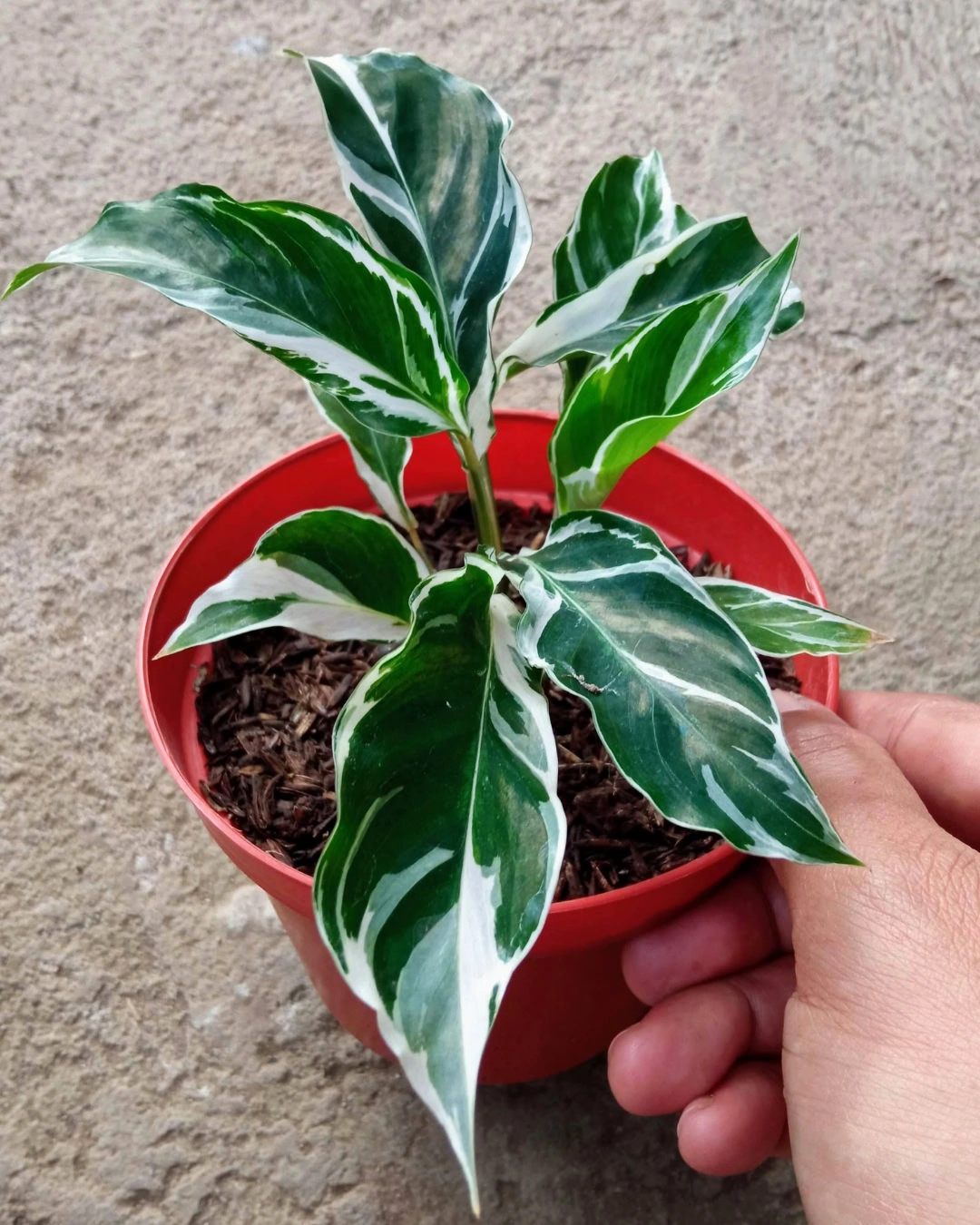 Maranta-listrada - Goeppertia lietzei 6 As cultivares variegadas só podem manter as características se propagadas de forma vegetativa, como na divisão de touceiras.