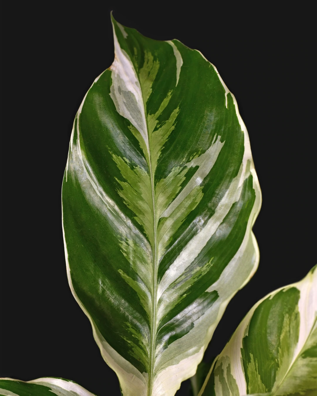 Maranta-listrada - Goeppertia lietzei 3 Maranta-listrada (Goeppertia lietzei)