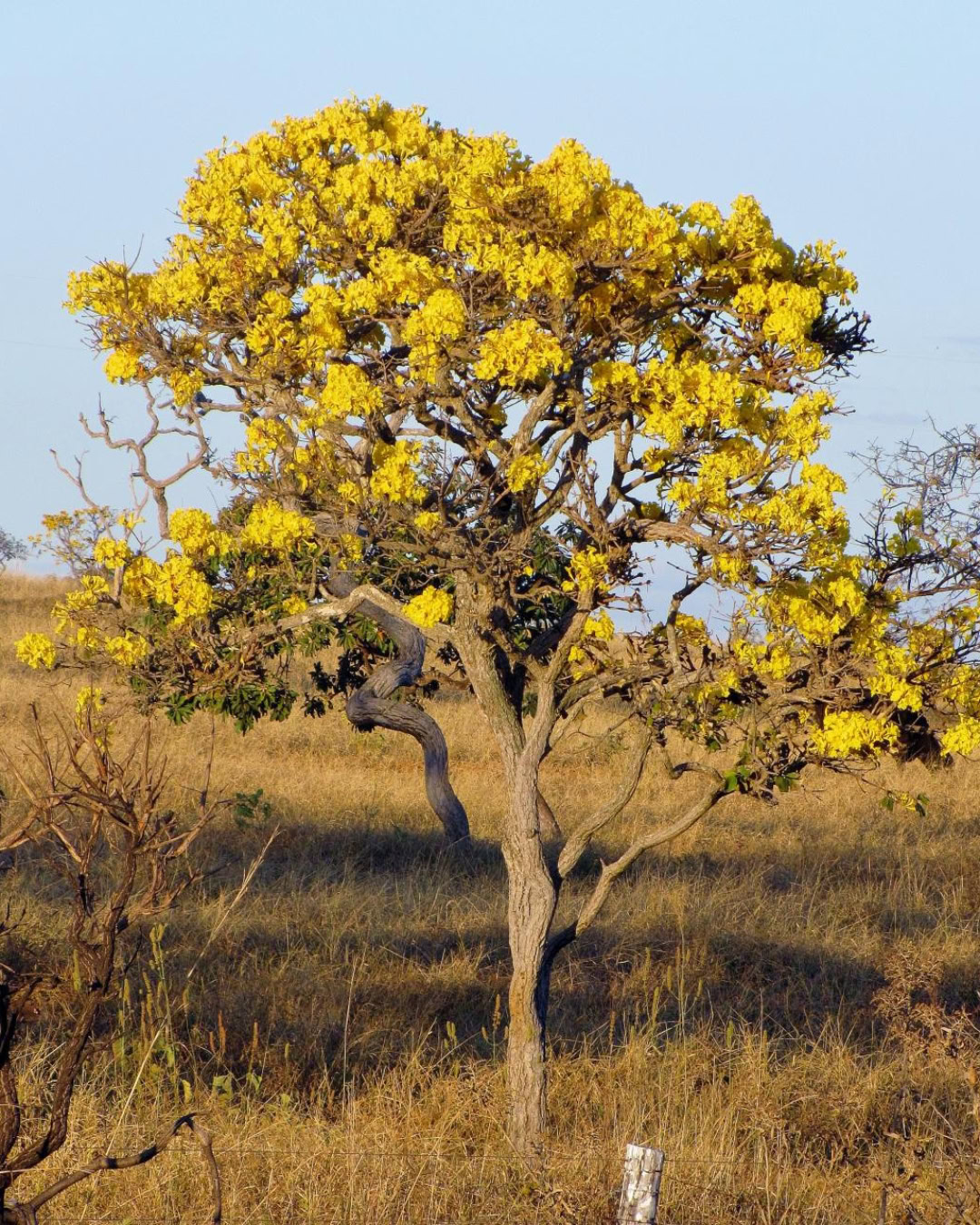 21 Plantas do Cerrado para cultivar no jardim 1 Handroanthus ochraceus