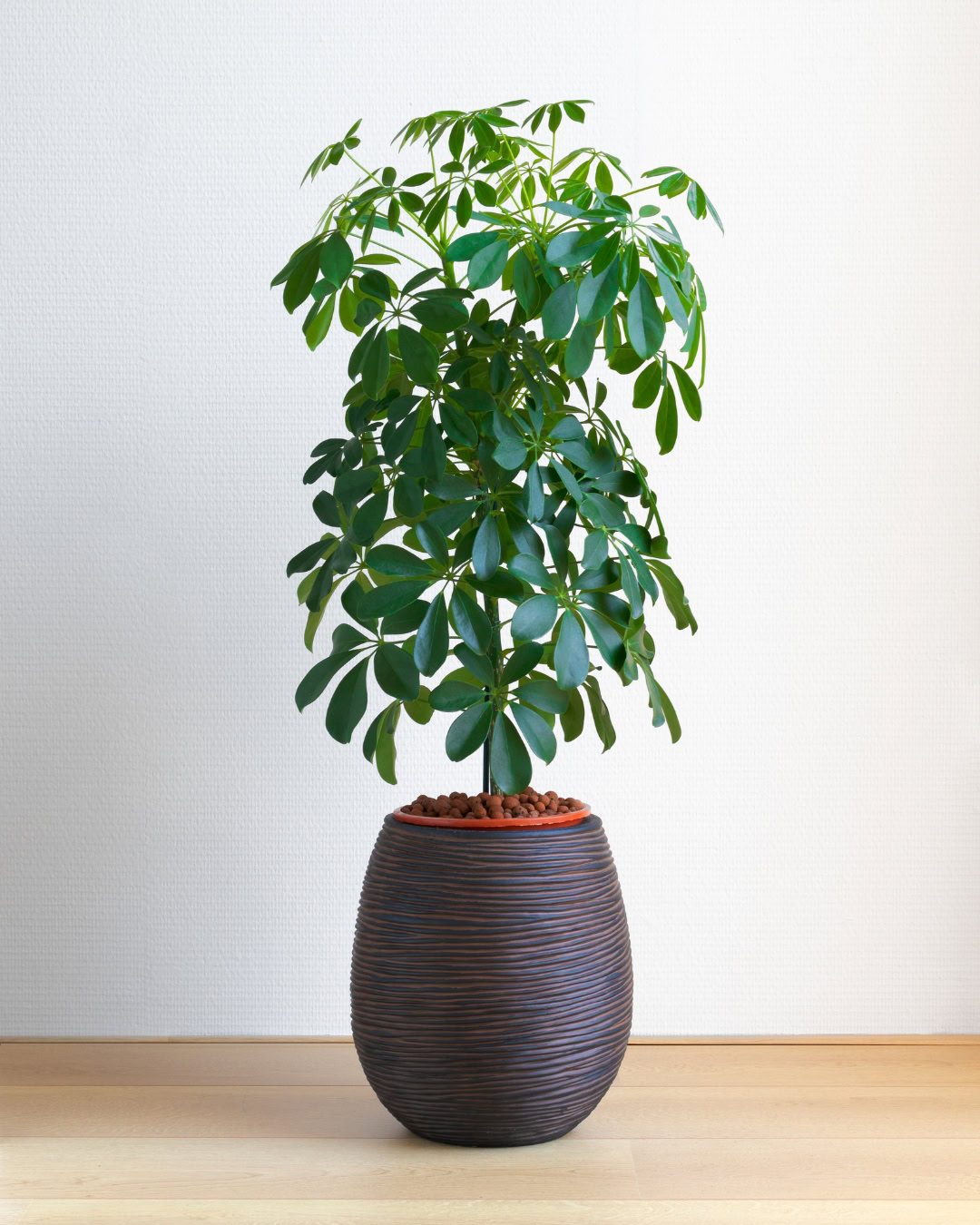 Large Living Room Plants: 21 Statement Picks That Transform Your Space Heptapleurum arboricola