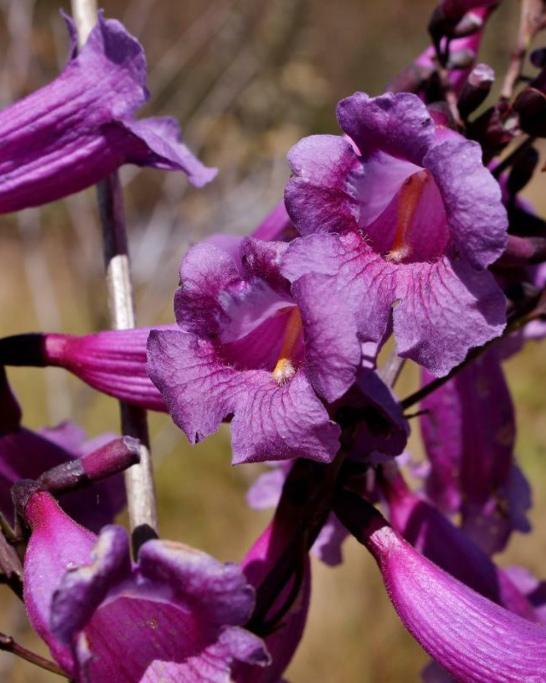 21 Plantas do Cerrado para cultivar no jardim 9 Jacaranda caroba