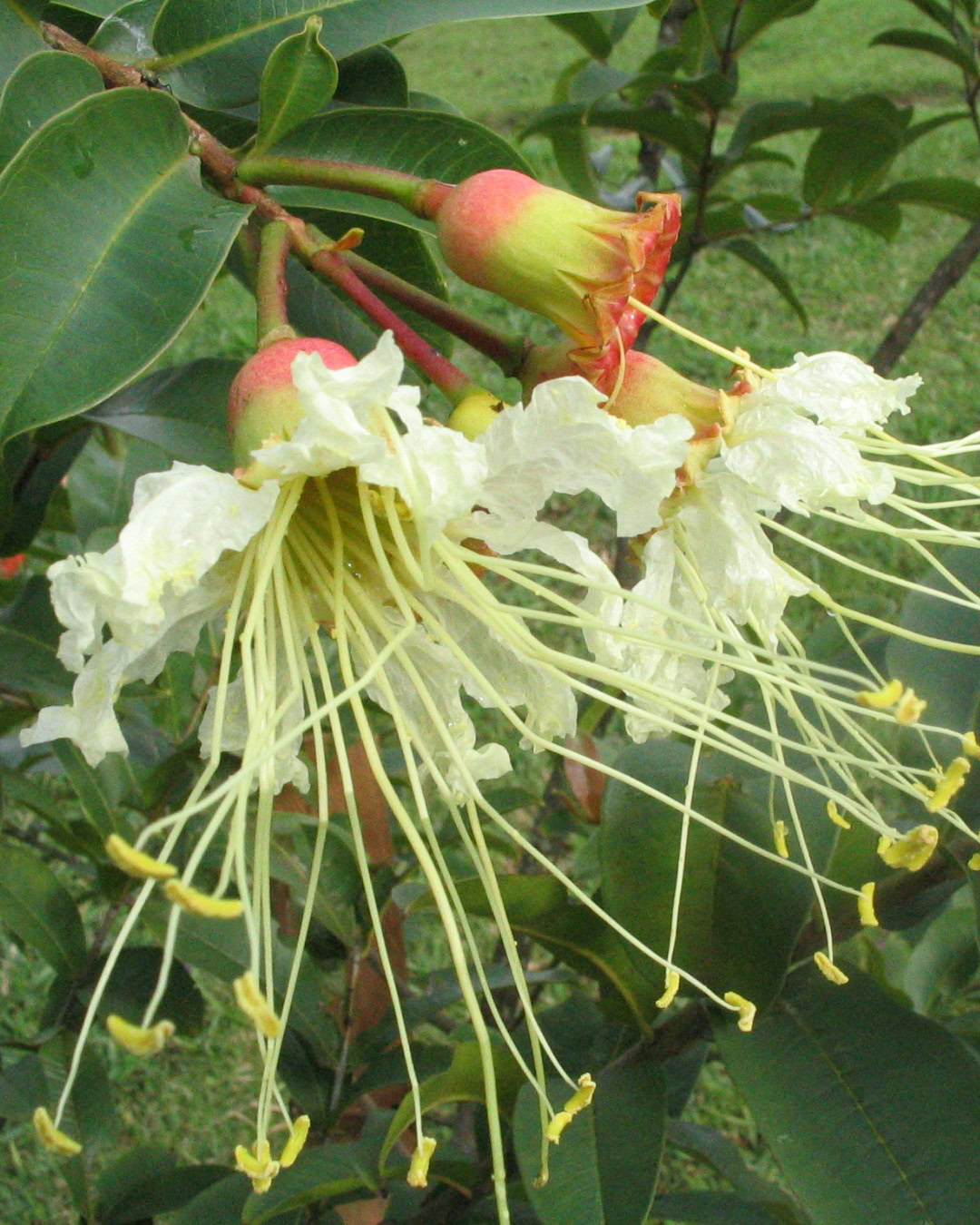 21 Plantas do Cerrado para cultivar no jardim 3 Lafoensia pacari
