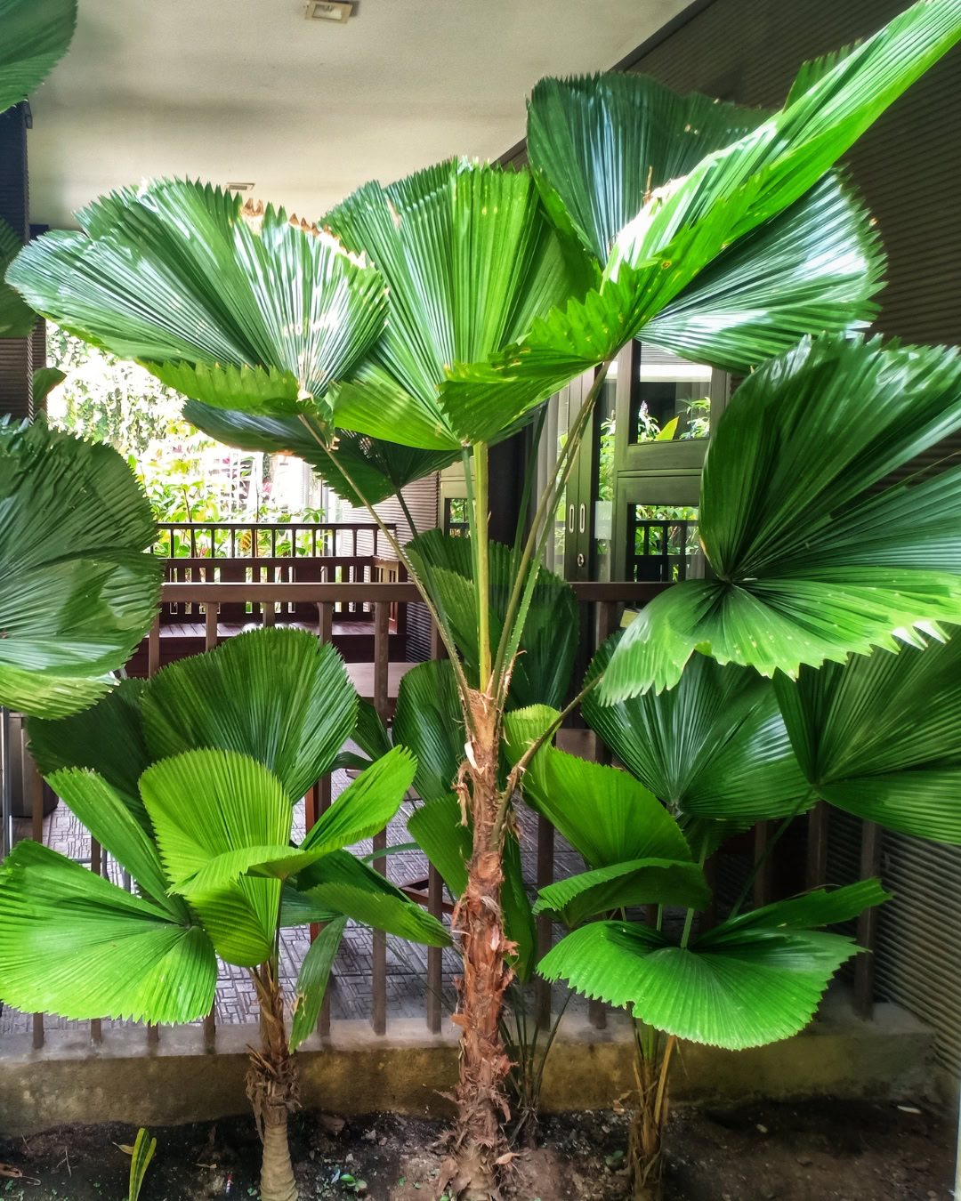 Large Living Room Plants: 21 Statement Picks That Transform Your Space Licuala grandis