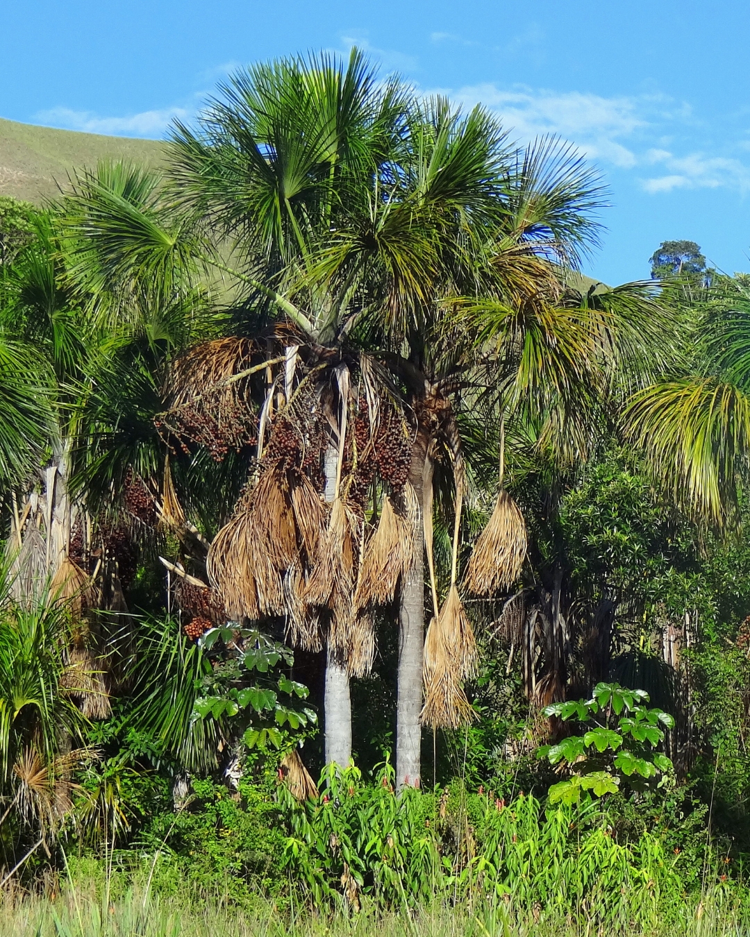 21 Plantas do Cerrado para cultivar no jardim 14 Mauritia flexuosa