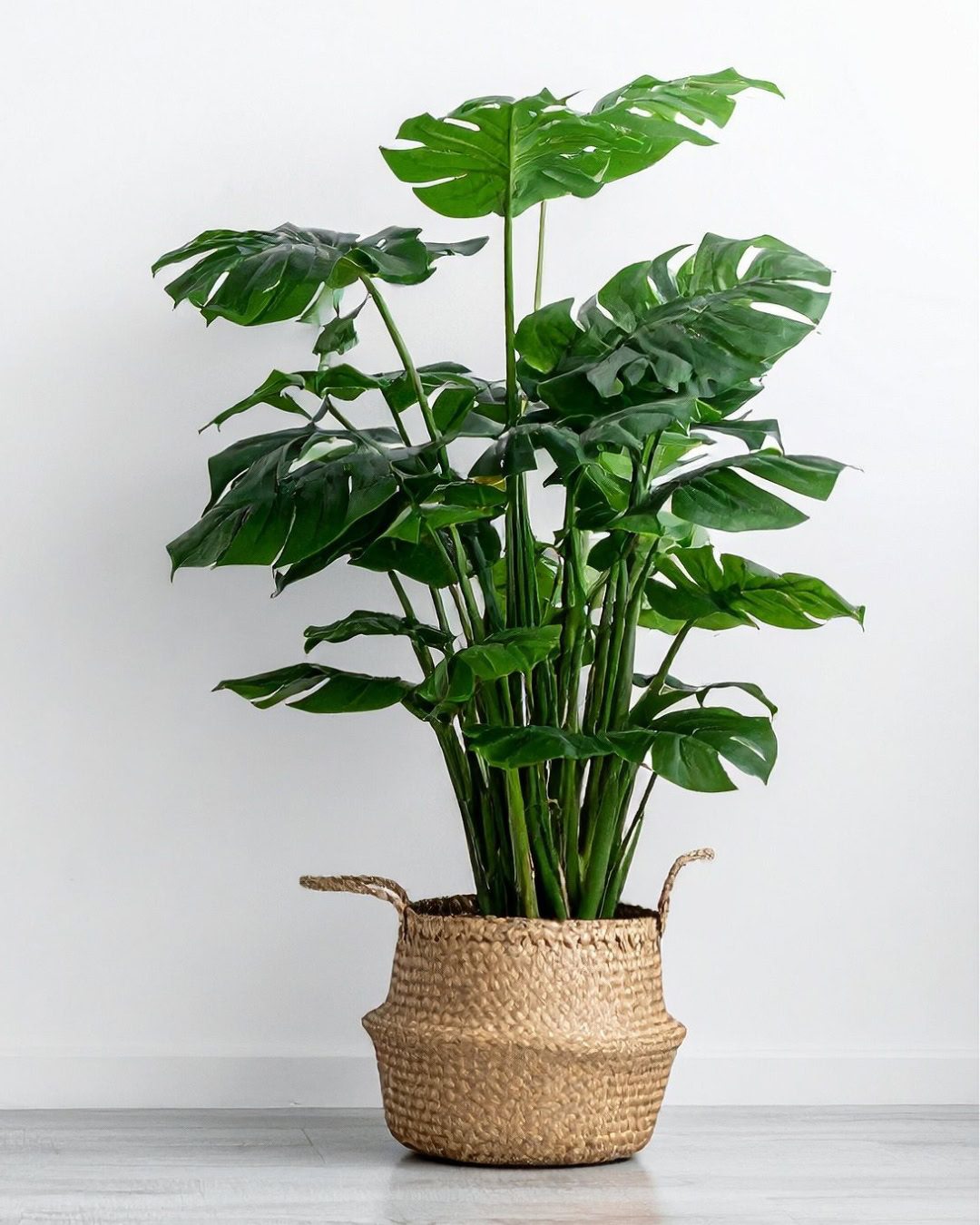 Large Living Room Plants: 21 Statement Picks That Transform Your Space Monstera deliciosa