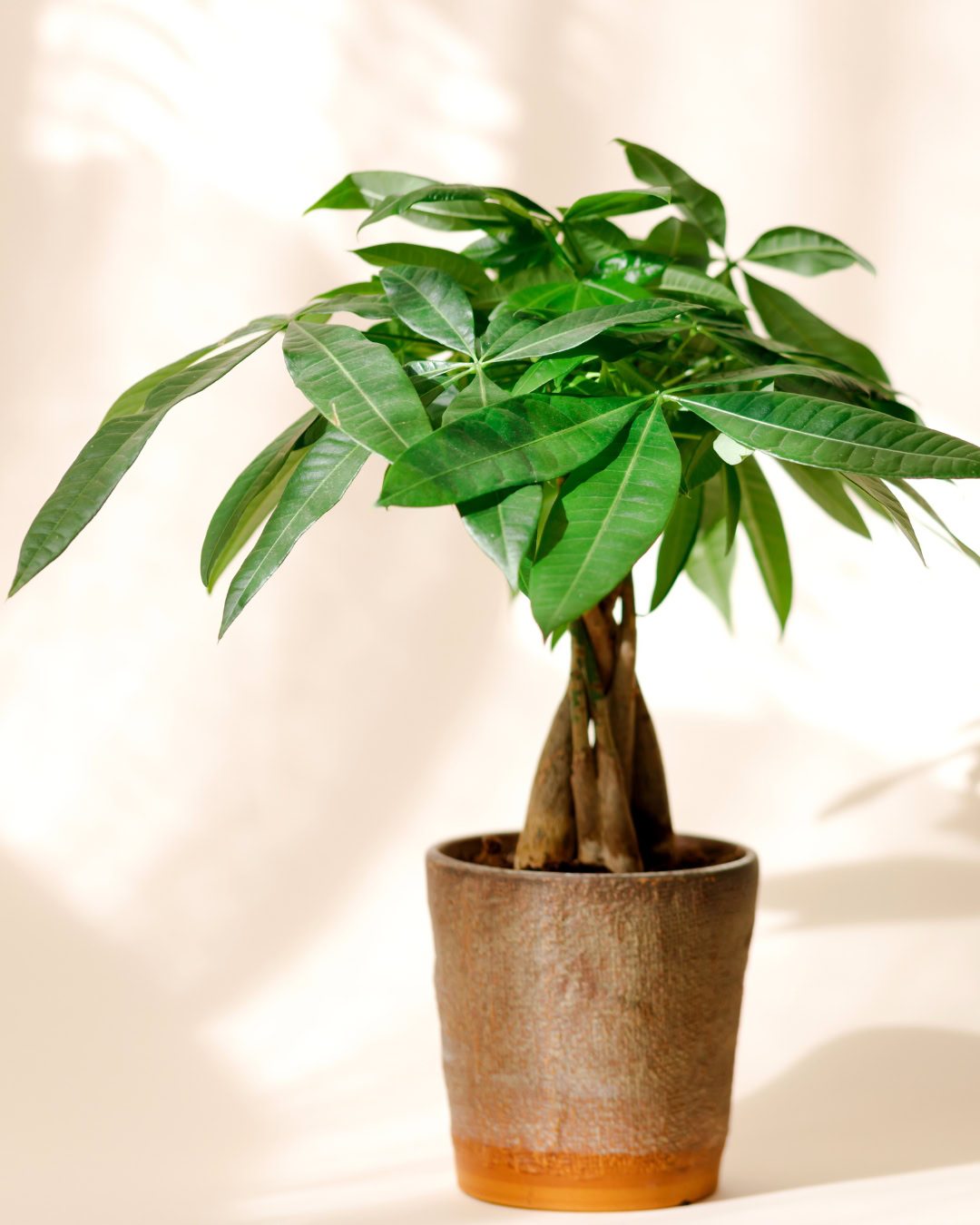 Large Living Room Plants: 21 Statement Picks That Transform Your Space Pachira aquatica