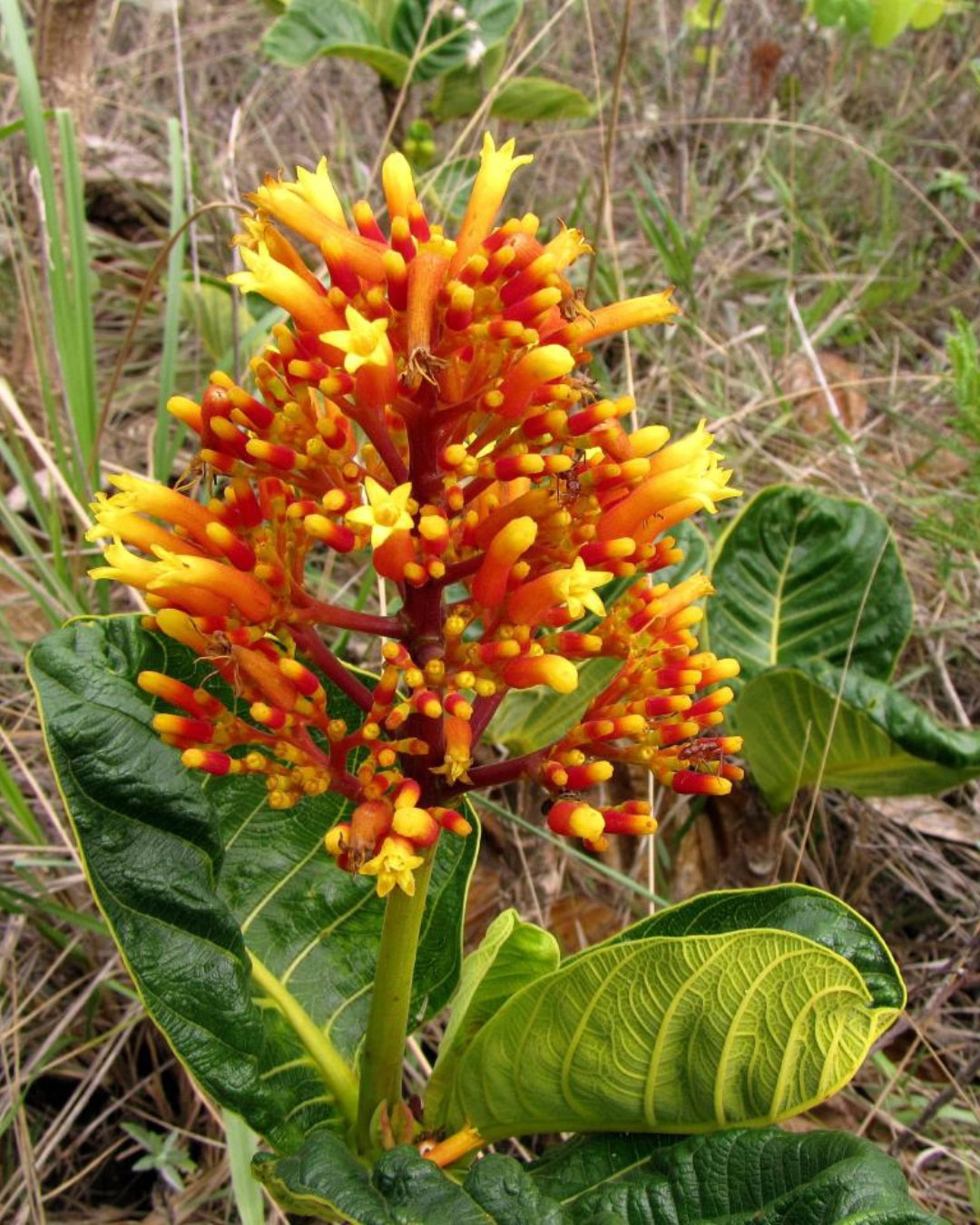 21 Plantas do Cerrado para cultivar no jardim 21 Palicourea rigida