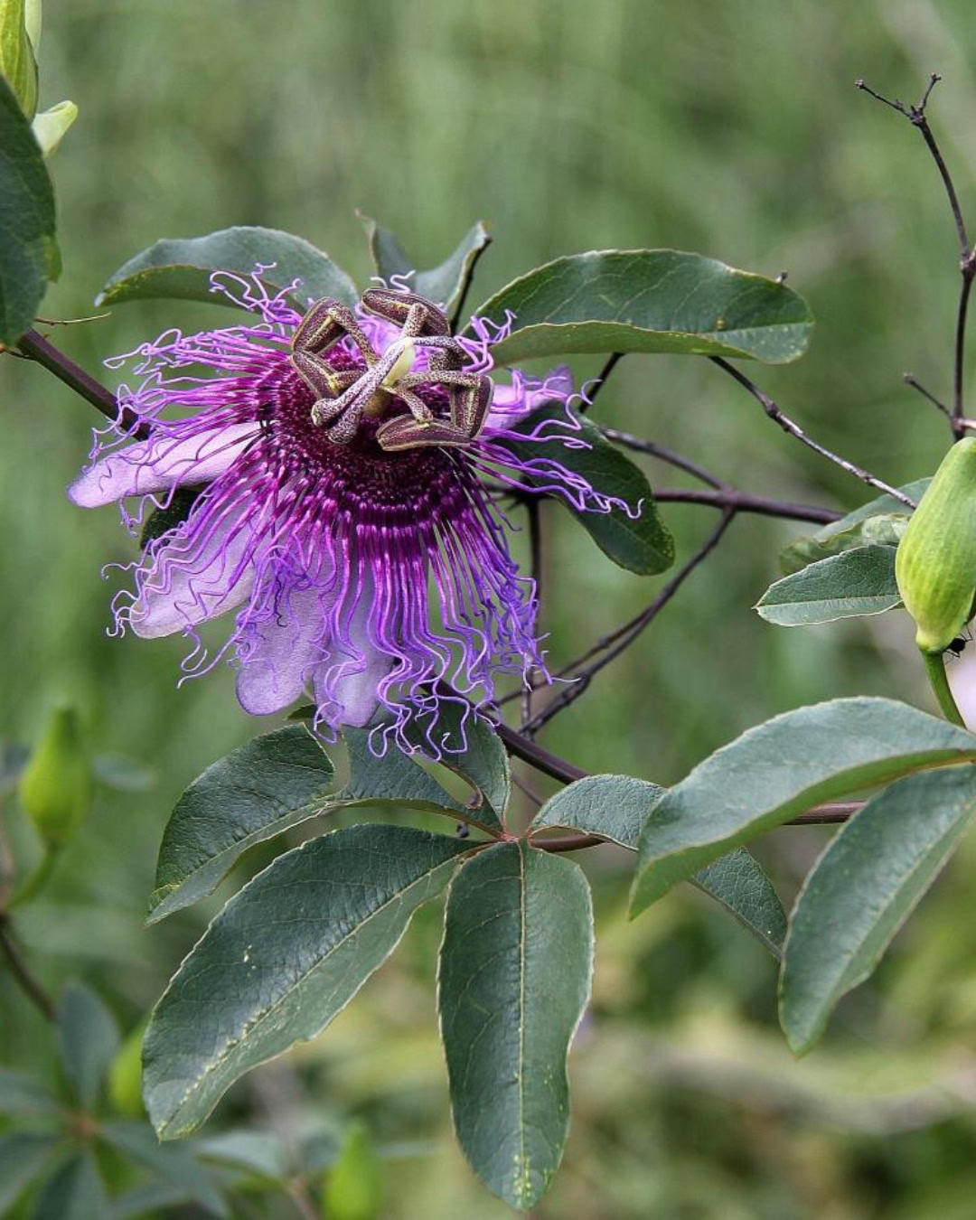 21 Plantas do Cerrado para cultivar no jardim 35 Passiflora cincinnata