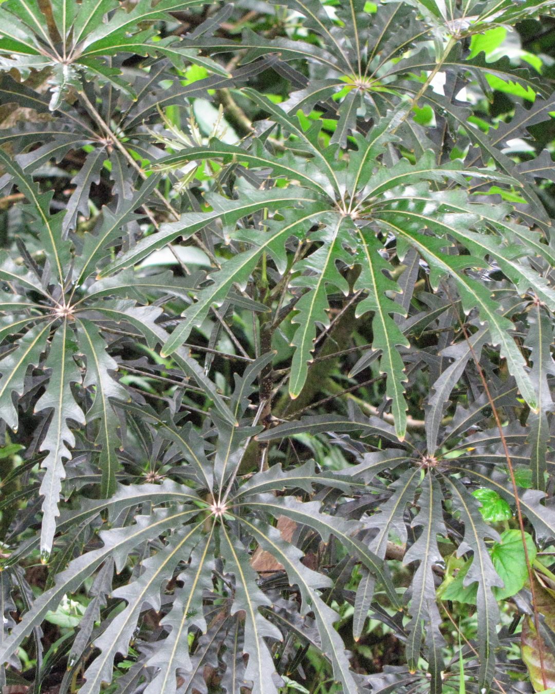 Large Living Room Plants: 21 Statement Picks That Transform Your Space Plerandra elegantissima
