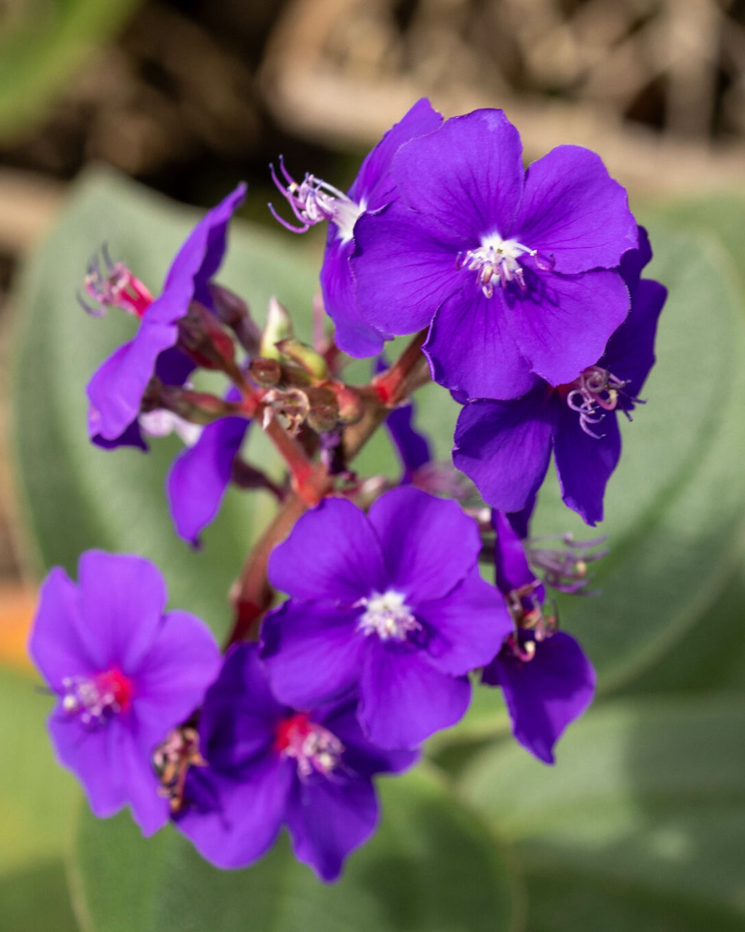 21 Plantas do Cerrado para cultivar no jardim 17 Pleroma heteromallum