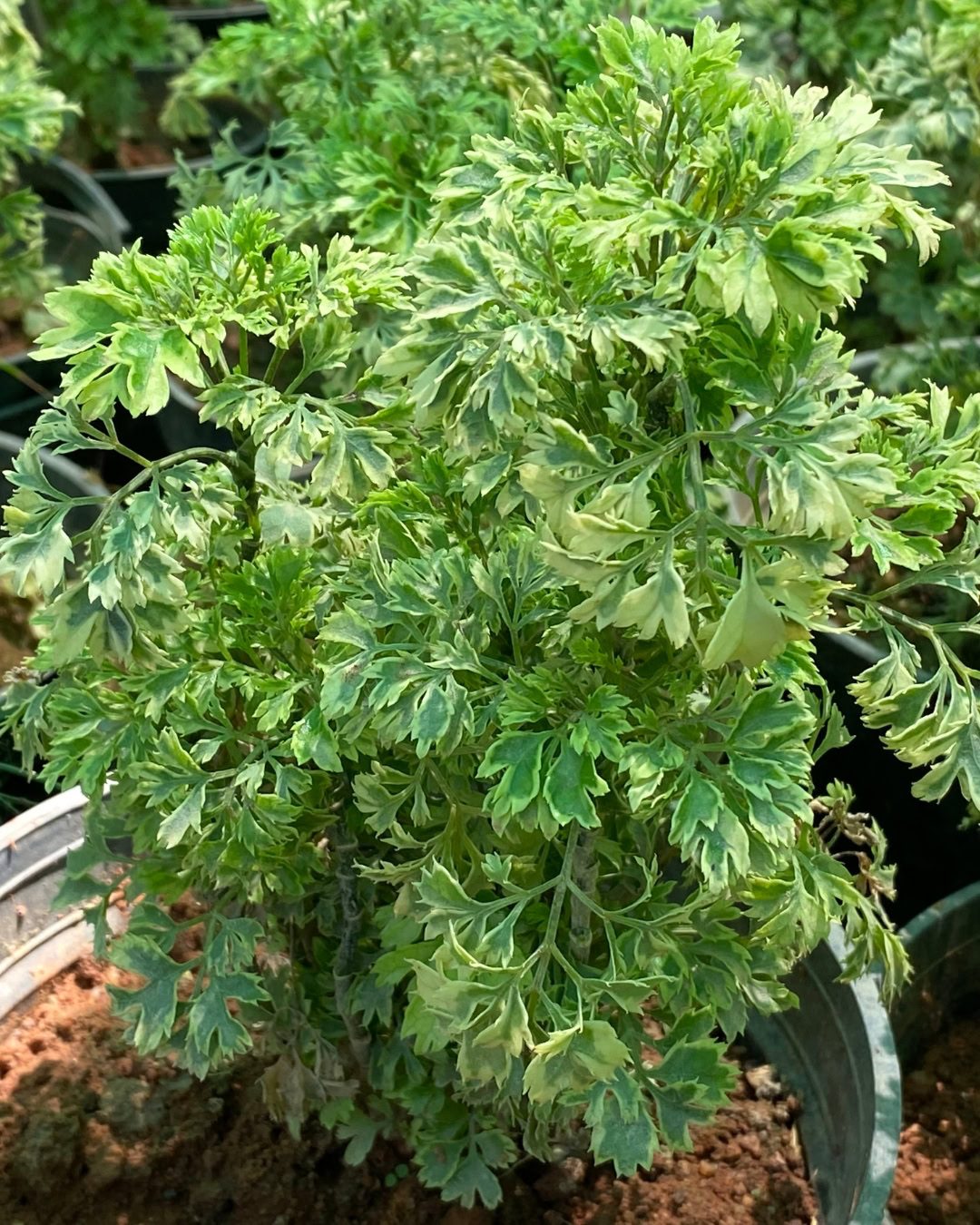 Large Living Room Plants: 21 Statement Picks That Transform Your Space Polyscias