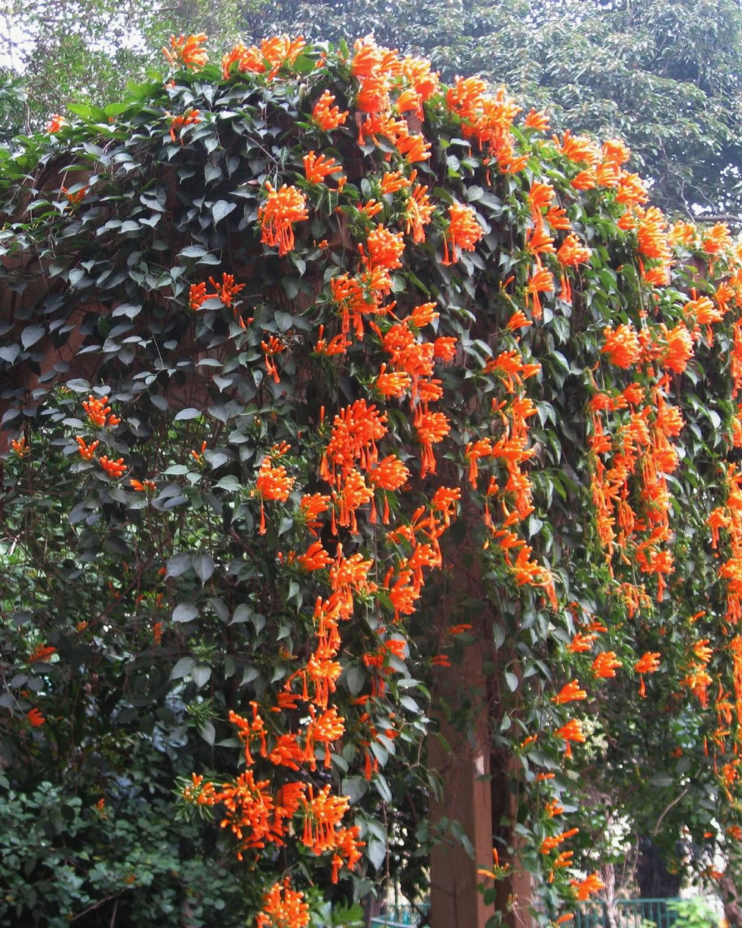 21 Plantas do Cerrado para cultivar no jardim 31 Pyrostegia venusta