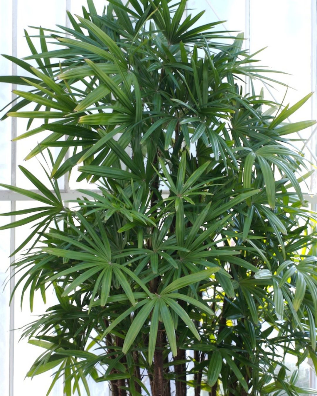 Large Living Room Plants: 21 Statement Picks That Transform Your Space Rhapis excelsa