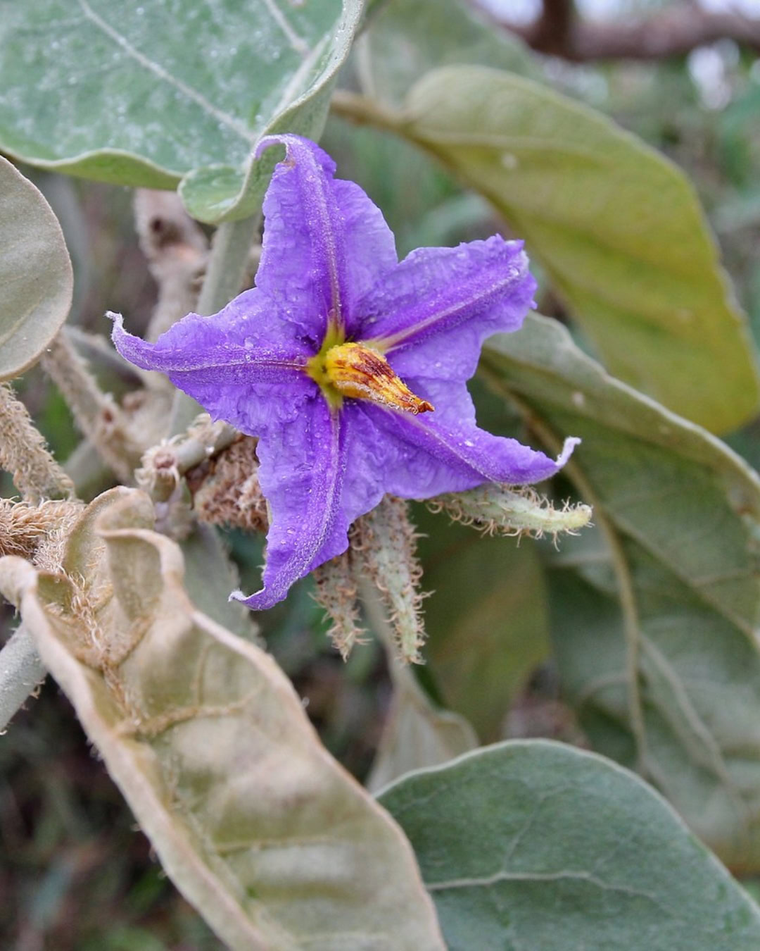 21 Plantas do Cerrado para cultivar no jardim 22 Solanum lycocarpum