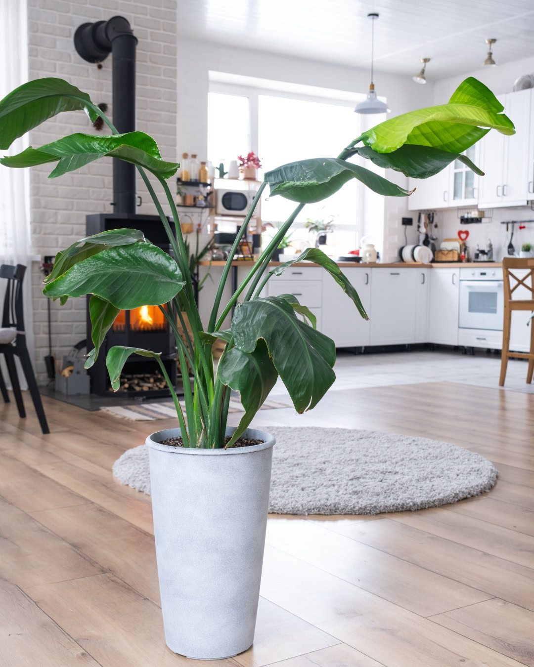 Large Living Room Plants: 21 Statement Picks That Transform Your Space Strelitzia nicolai