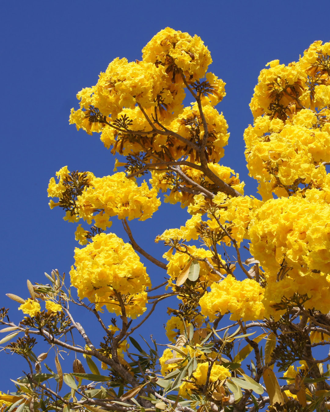 21 Plantas do Cerrado para cultivar no jardim 2 Tabebuia aurea