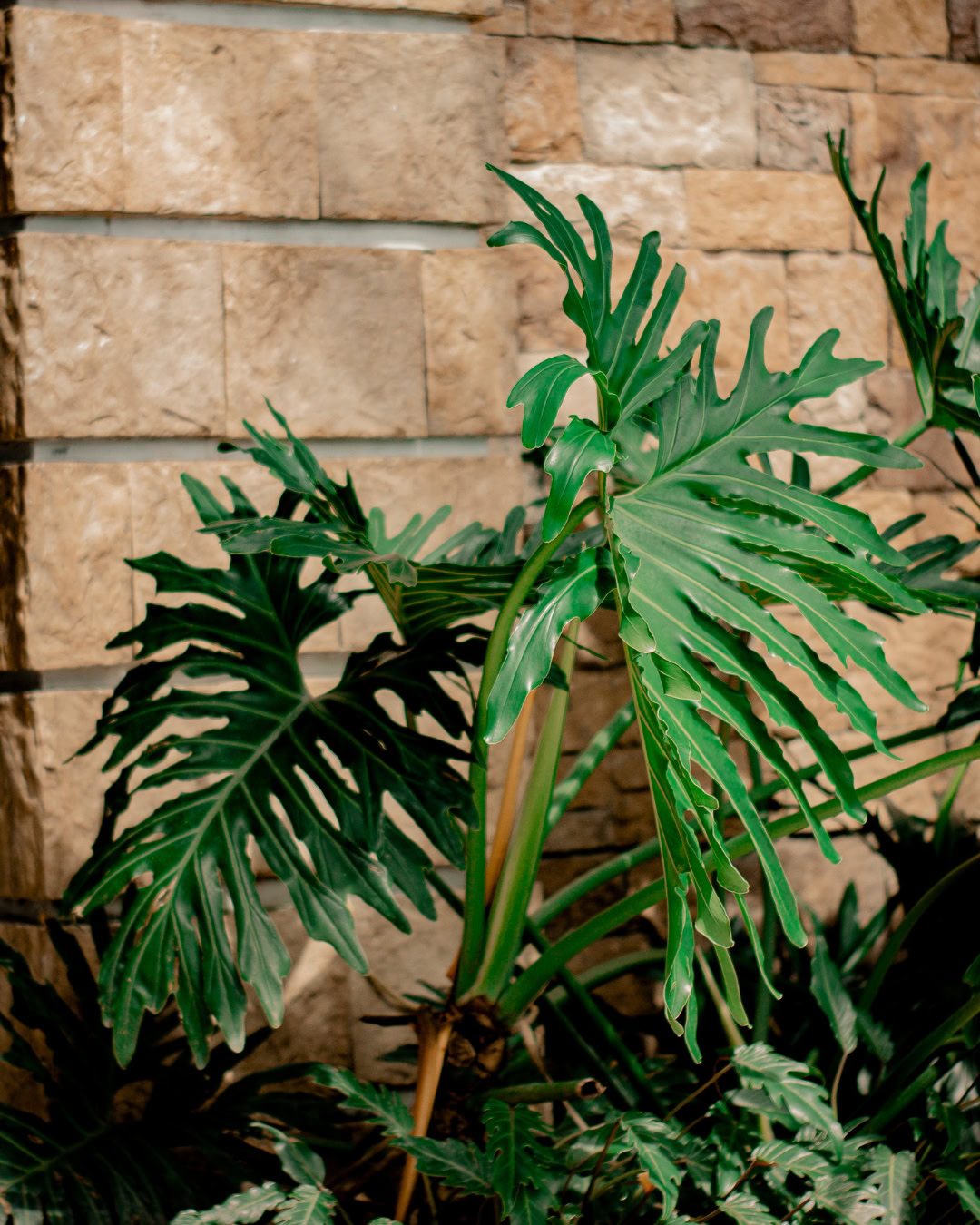 Large Living Room Plants: 21 Statement Picks That Transform Your Space Thaumatophyllum bipinnatifidum