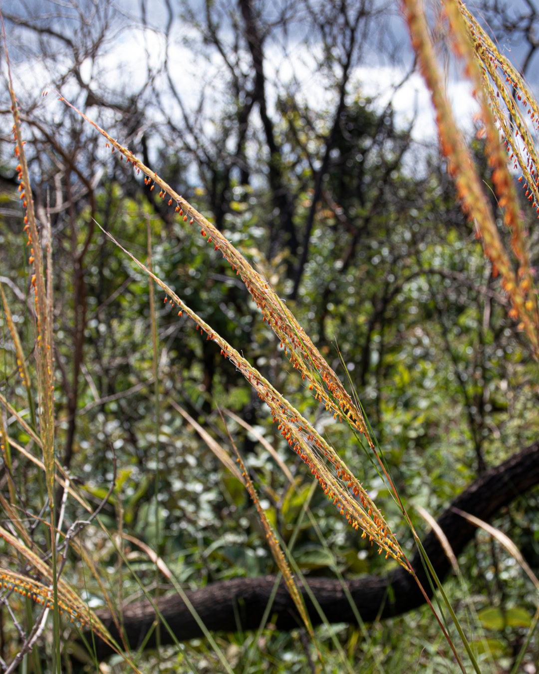 21 Plantas do Cerrado para cultivar no jardim 28 Trachypogon spicatus