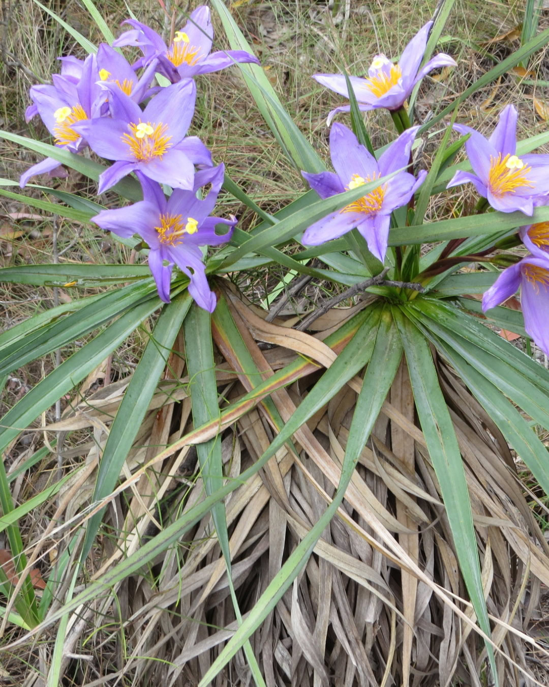 21 Plantas do Cerrado para cultivar no jardim 23 Vellozia squamata