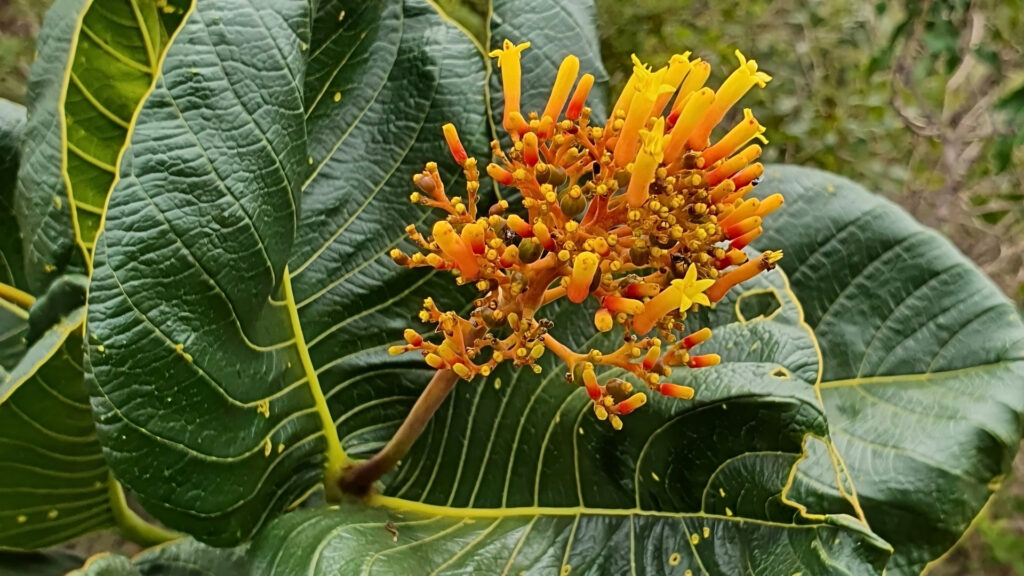 A bate-caixa é uma das mais emblemáticas plantas do cerrado.