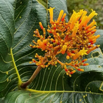 A bate-caixa é uma das mais emblemáticas plantas do cerrado.