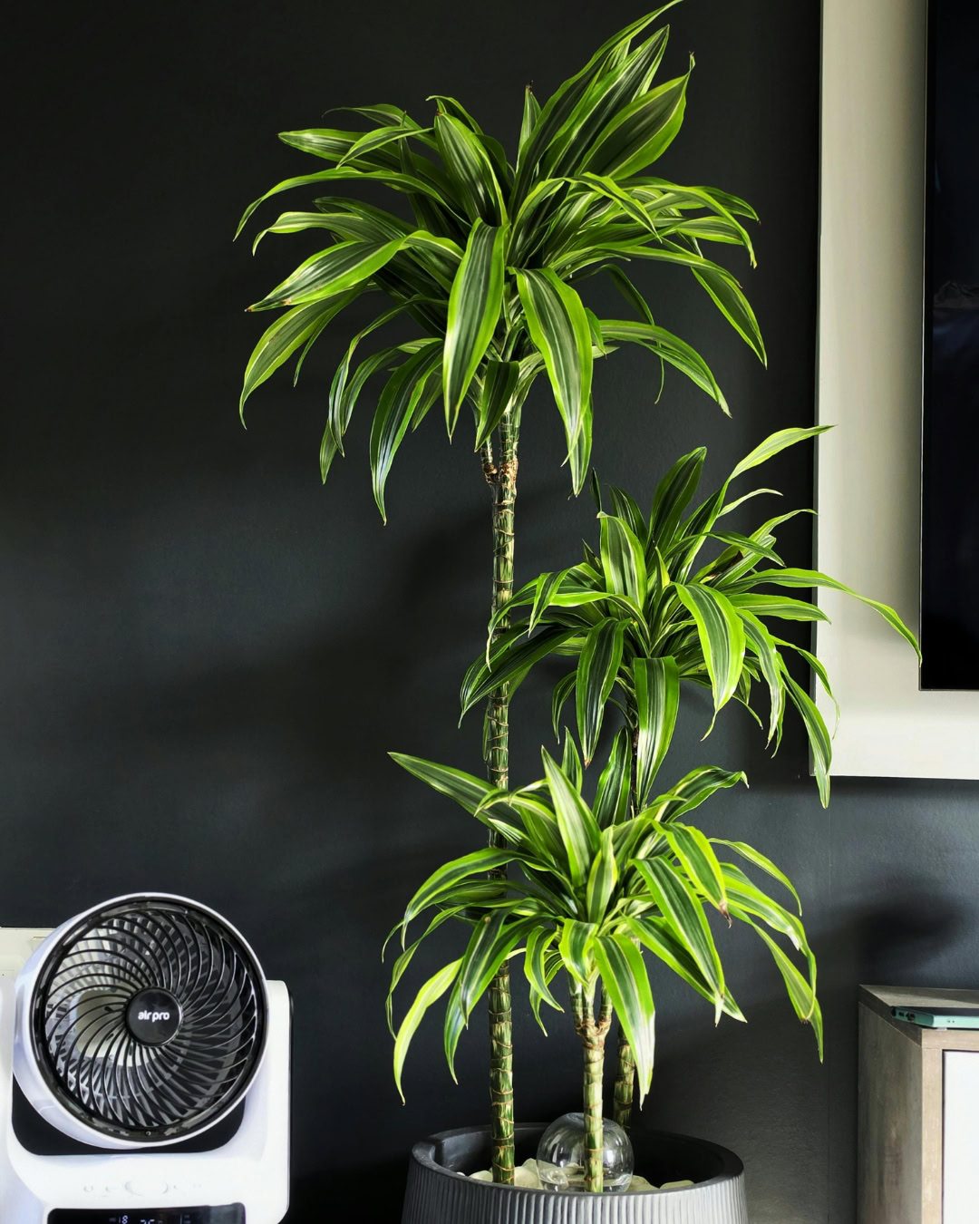 Large Living Room Plants: 21 Statement Picks That Transform Your Space Dracaena fragrans