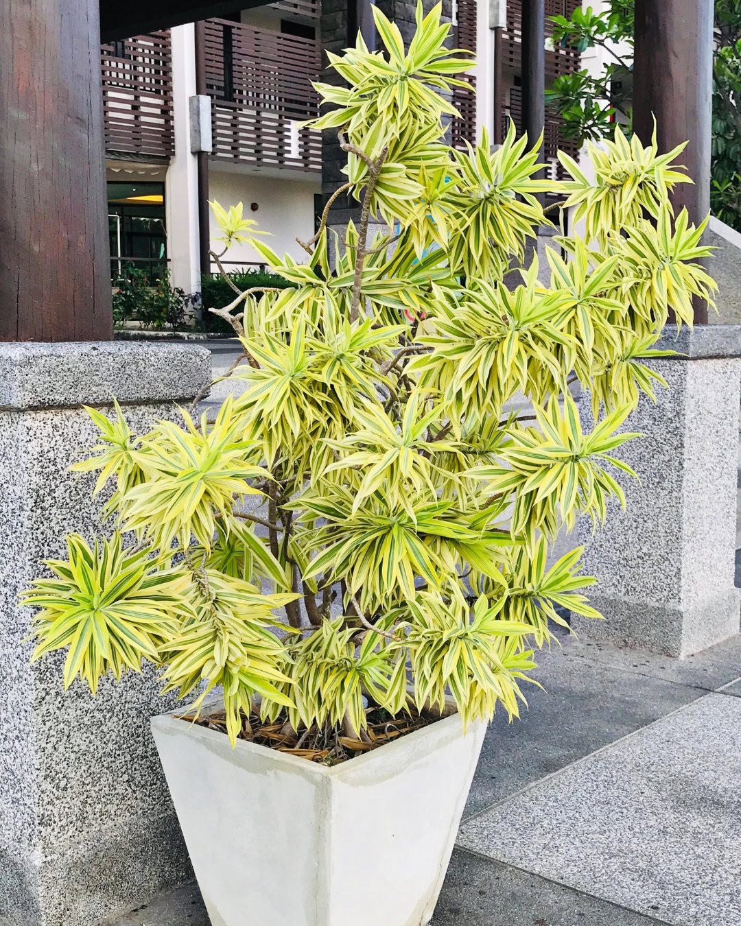 Large Living Room Plants: 21 Statement Picks That Transform Your Space Dracaena reflexa