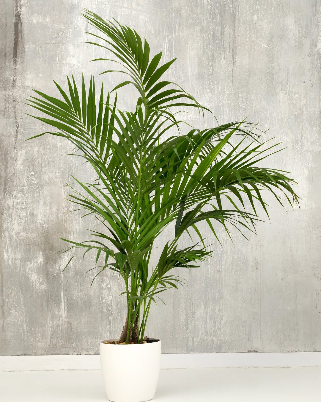 Large Living Room Plants: 21 Statement Picks That Transform Your Space Howea forsteriana