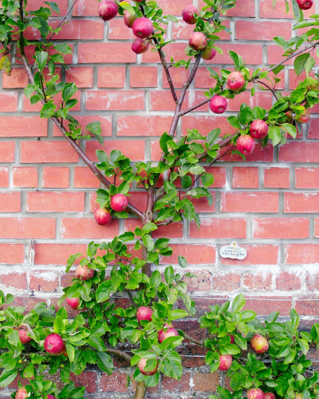 Macieira - Malus domestica 4 O cultivo em espaldeira permite o aproveitamento de muros ensolarados.