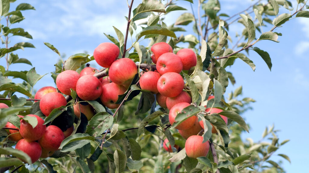 malus domestica