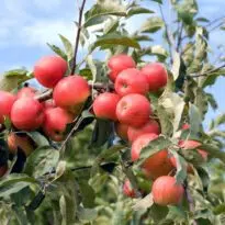 malus domestica
