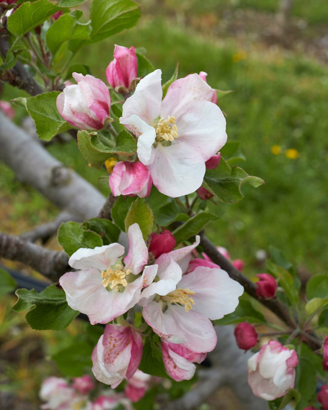 Macieira - Malus domestica 5 Da mesma família das roseiras, a macieira apresenta lindas e delicadas flores.