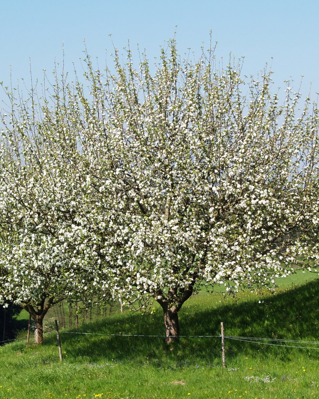 Macieira - Malus domestica 2 Uma árvore excepcional para o paisagismo. Com diferentes fases ornamentais.