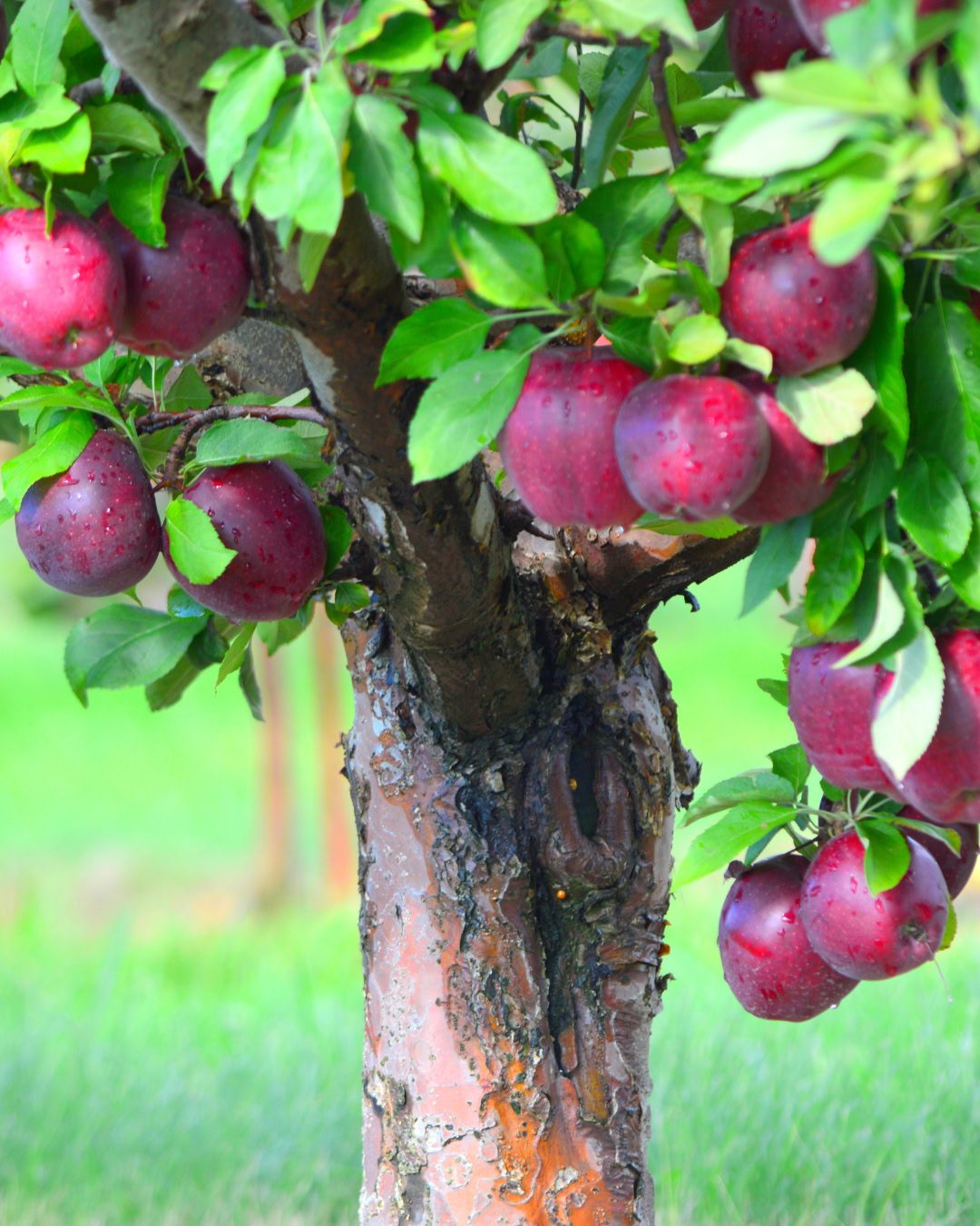 Macieira - Malus domestica 3 Mudas enxertadas em porta-enxertos ananicantes também podem ser cultivadas em vasos e jardins pequenos.
