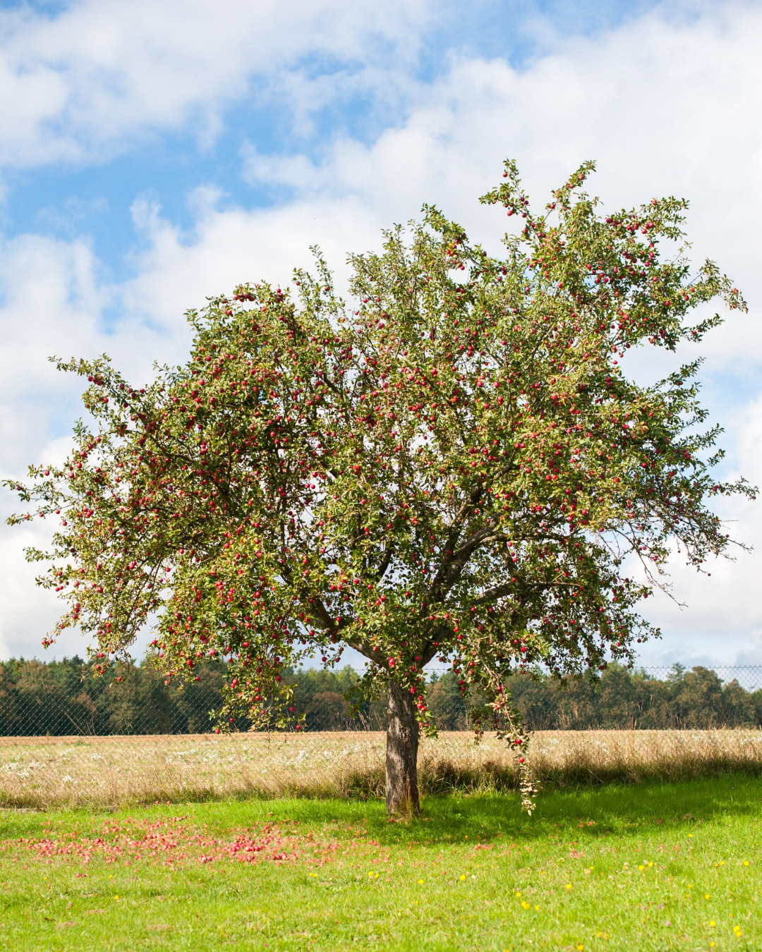 Macieira - Malus domestica 7 Escolha uma cultivar adaptada ao clima da sua região.