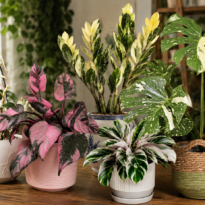 Plantas variegadas raras