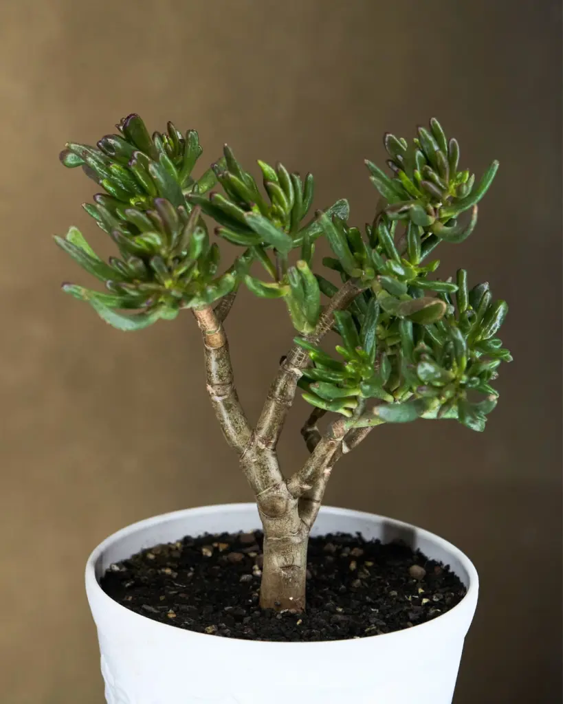 9 plantas do Feng Shui para prosperidade, proteção e boas energias 3 Crassula ovata