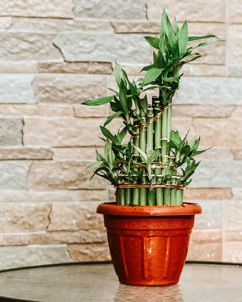 9 plantas do Feng Shui para prosperidade, proteção e boas energias 1 Dracaena sanderiana