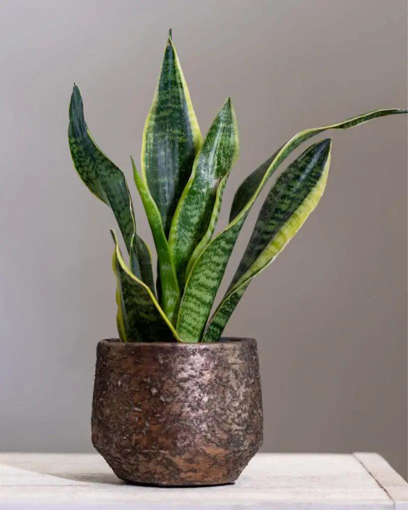 9 plantas do Feng Shui para prosperidade, proteção e boas energias 5 Dracaena trifasciata