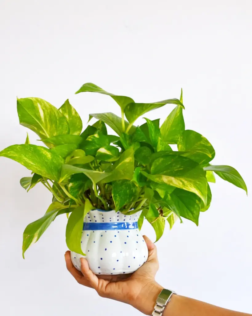 9 plantas do Feng Shui para prosperidade, proteção e boas energias 4 Epipremnum aureum