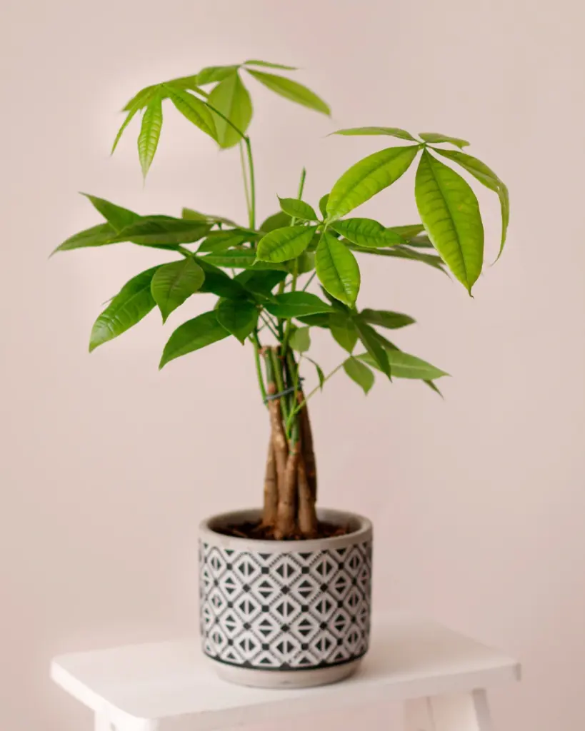 9 plantas do Feng Shui para prosperidade, proteção e boas energias 2 Pachira aquatica