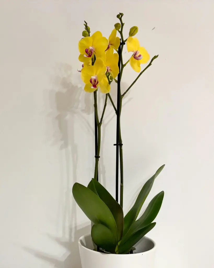 9 plantas do Feng Shui para prosperidade, proteção e boas energias 7 Phalaenopsis