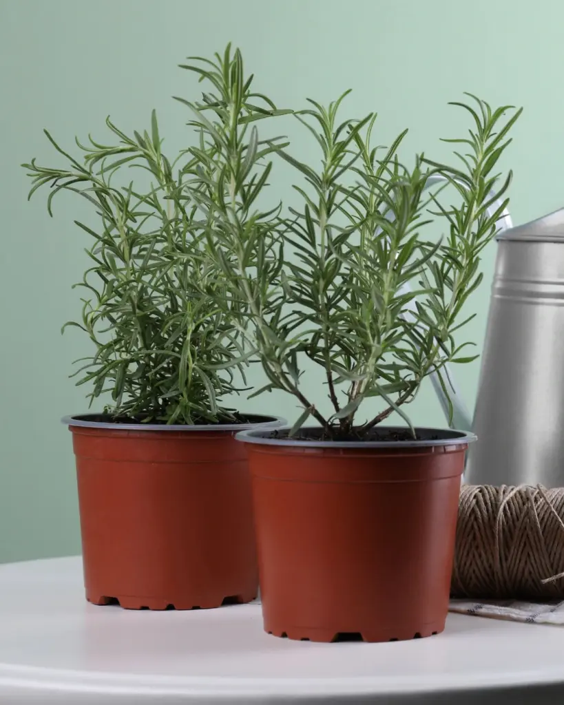 9 plantas do Feng Shui para prosperidade, proteção e boas energias 8 Salvia rosmarinus
