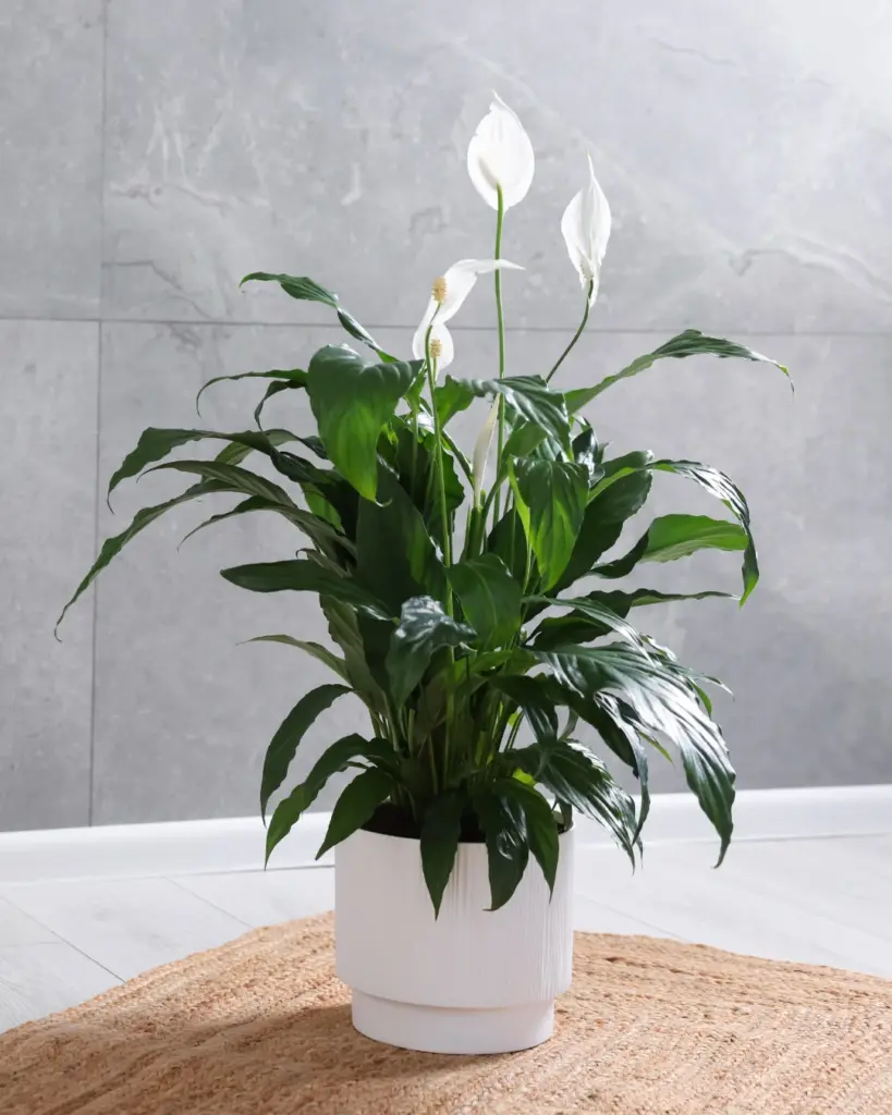 9 plantas do Feng Shui para prosperidade, proteção e boas energias 6 Spathiphyllum wallisii