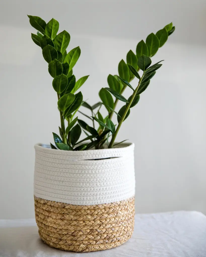 9 plantas do Feng Shui para prosperidade, proteção e boas energias 9 Zamioculcas